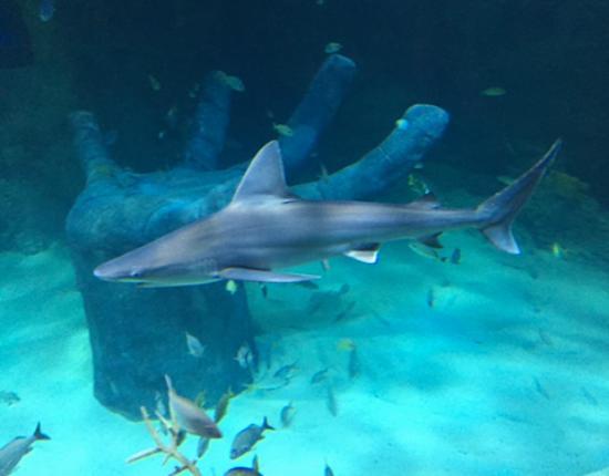 Aquarium SEA LIFE Orlando